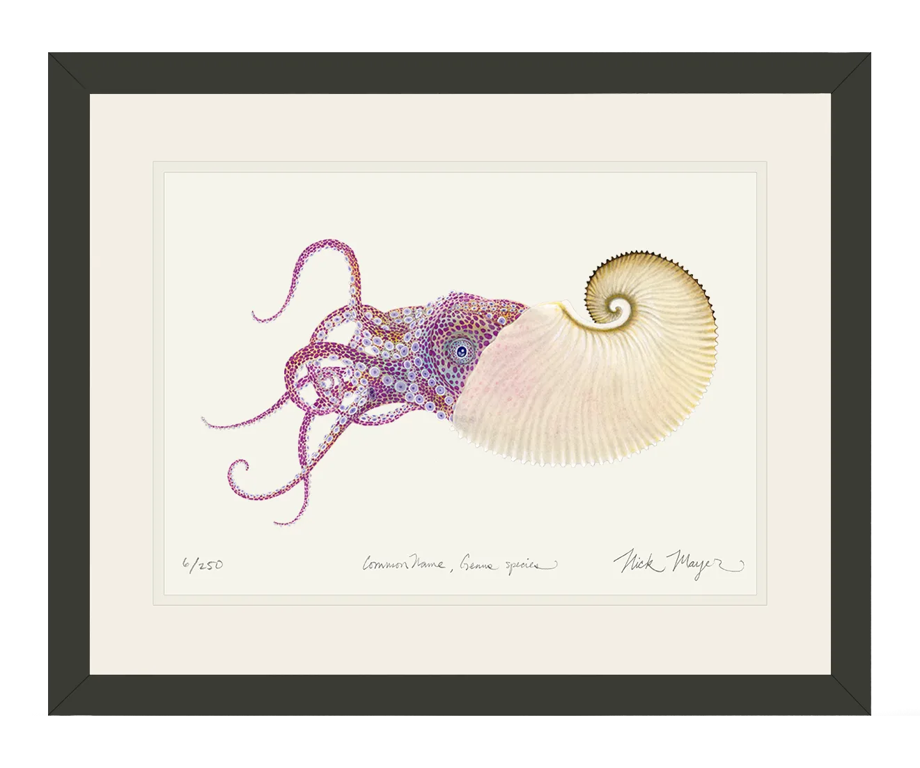 Paper Nautilus Print