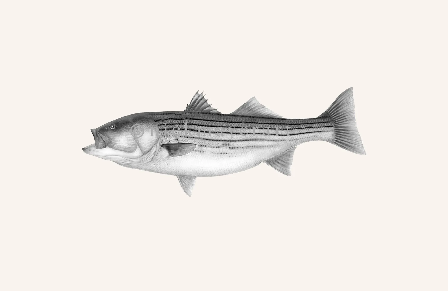 Striped Bass, 30 lbs. Print (b&w)