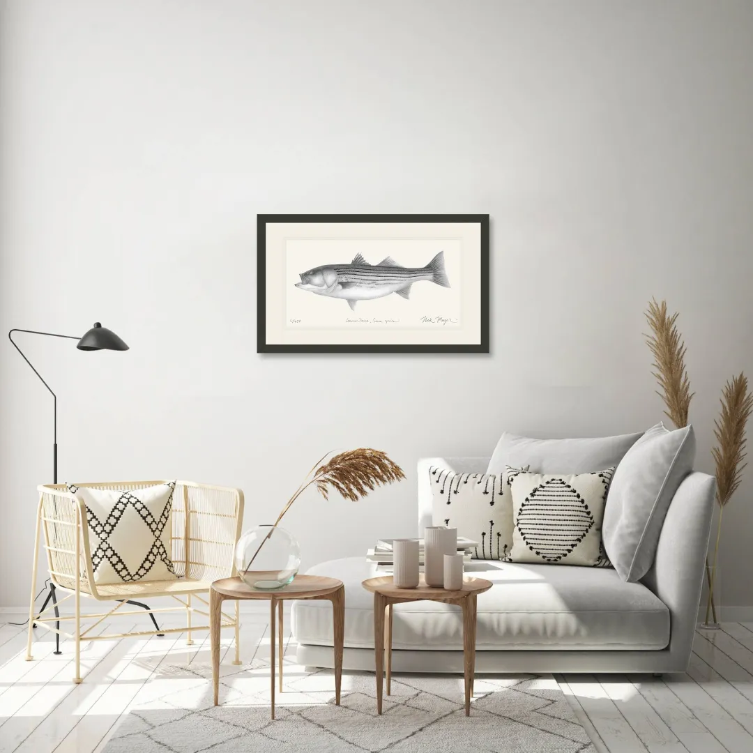 Striped Bass, 30 lbs. Print (b&w)