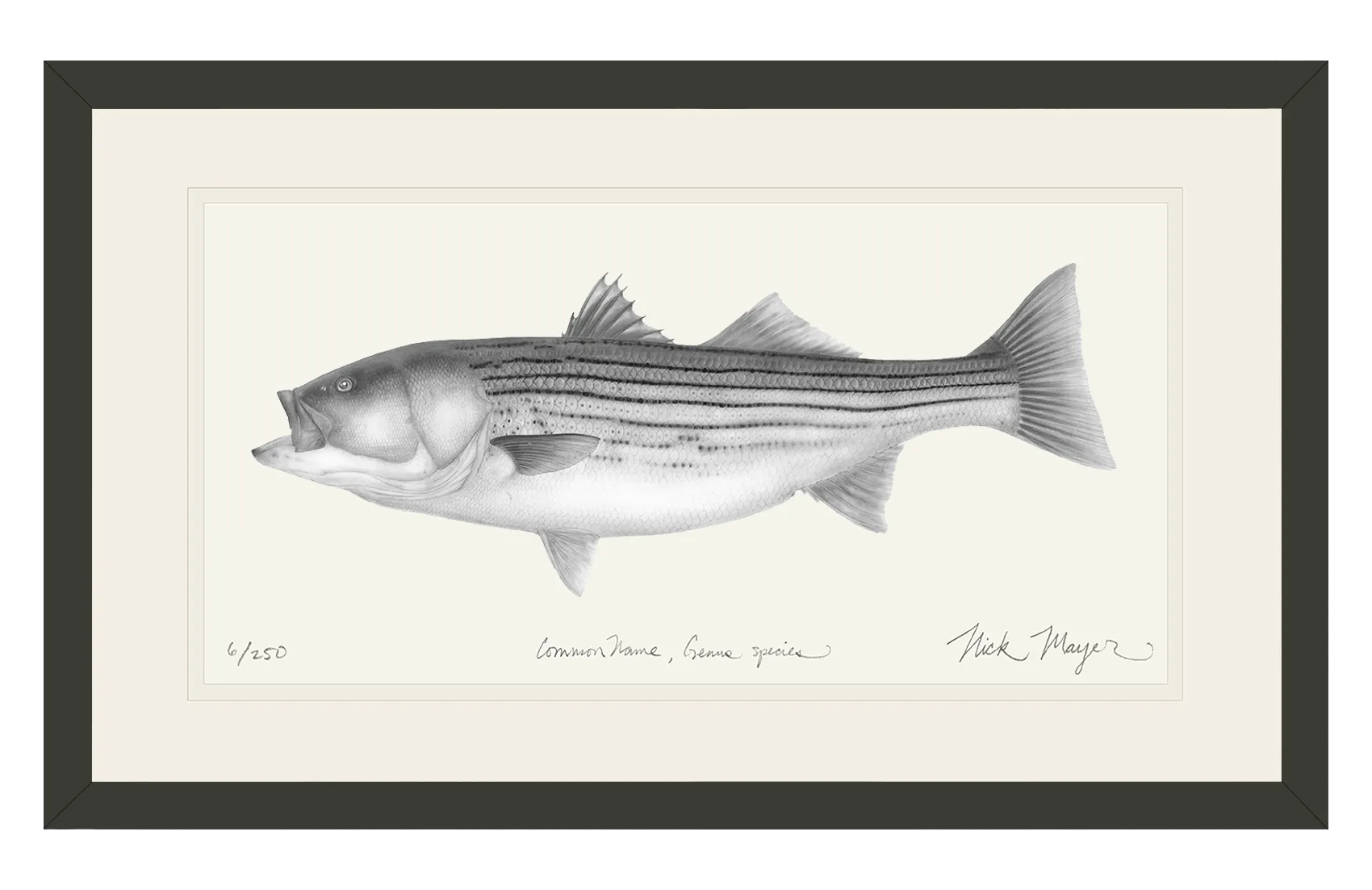 Striped Bass, 30 lbs. Print (b&w)