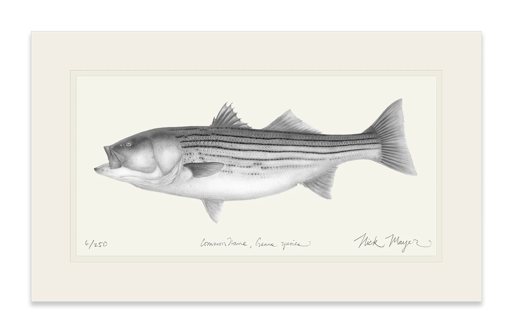 Striped Bass, 30 lbs. Print (b&w)