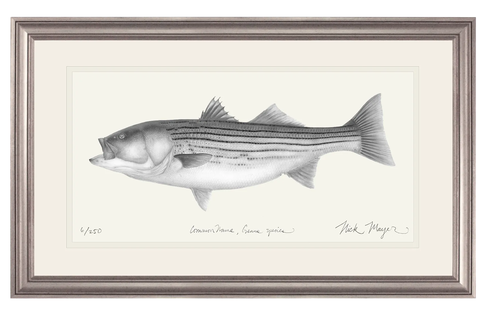 Striped Bass, 30 lbs. Print (b&w)