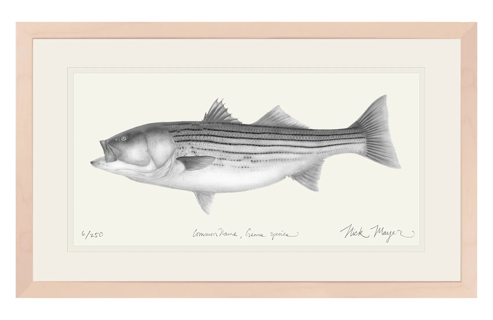 Striped Bass, 30 lbs. Print (b&w)